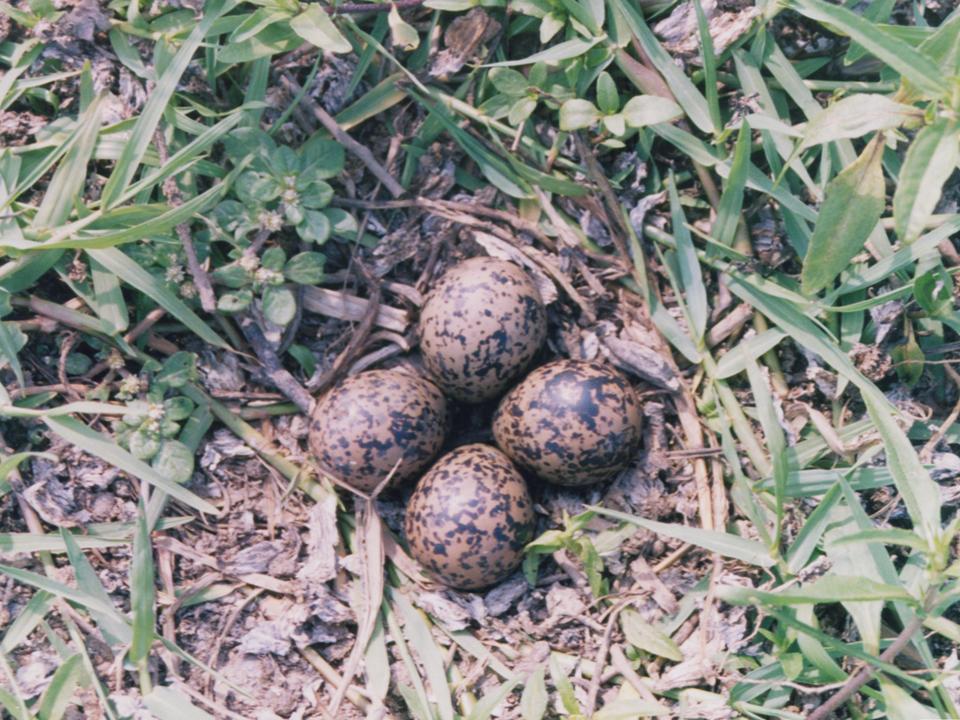 FIGURE 9 FIGURE 9